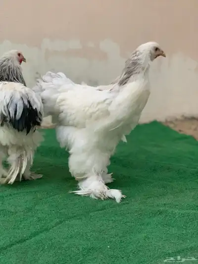 طقم براهما كولمبي 3