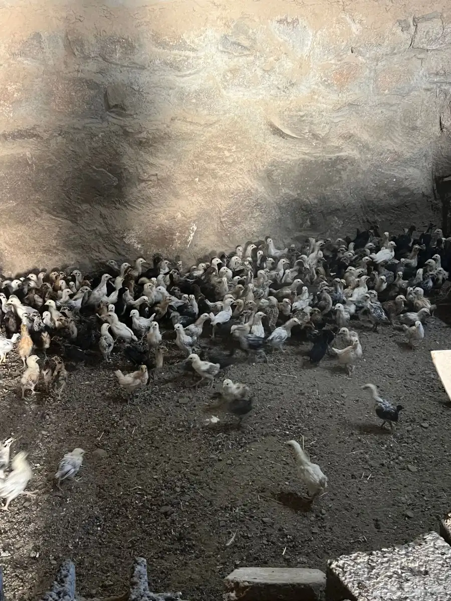 فروخ دجاج بلدي للبيع 1