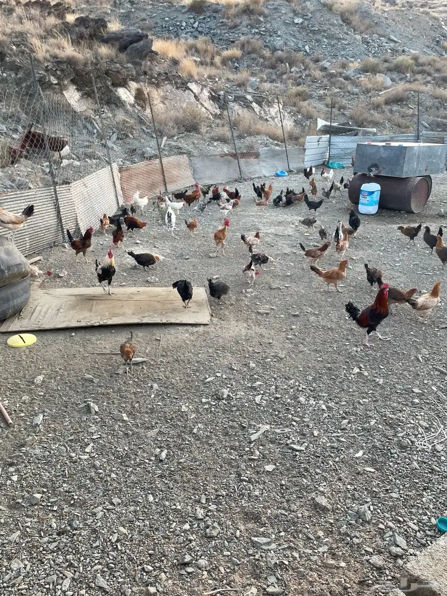 دجاج للبيع 6