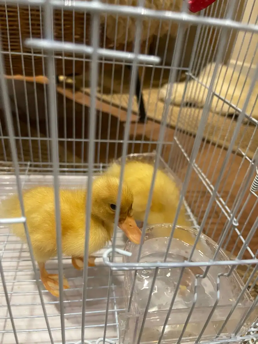 بط صغار مع أدواتهم طيور 0