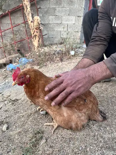 دجاج بياض للبيع تم البيع الله يبارك للمشتري 0