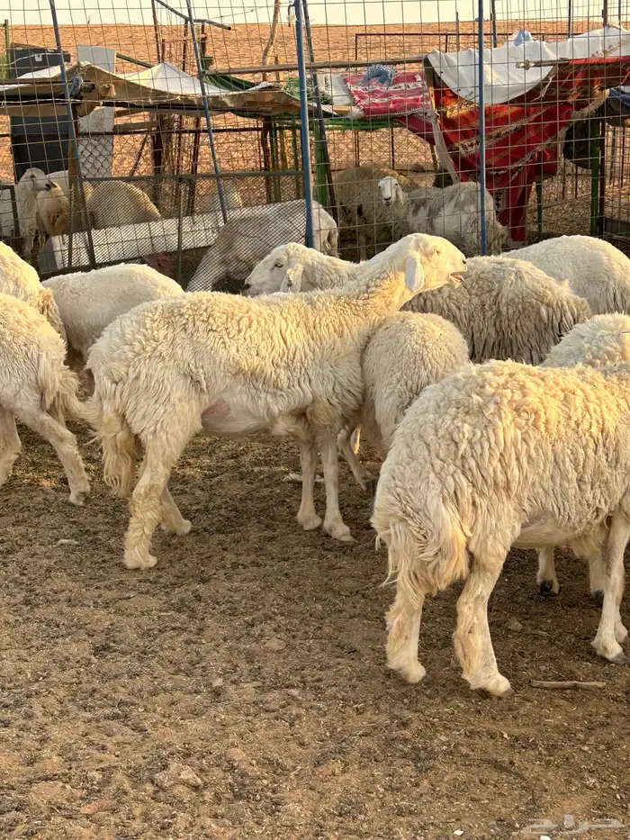 حريات رخال مراح للبيع (( تم البيع )) 2