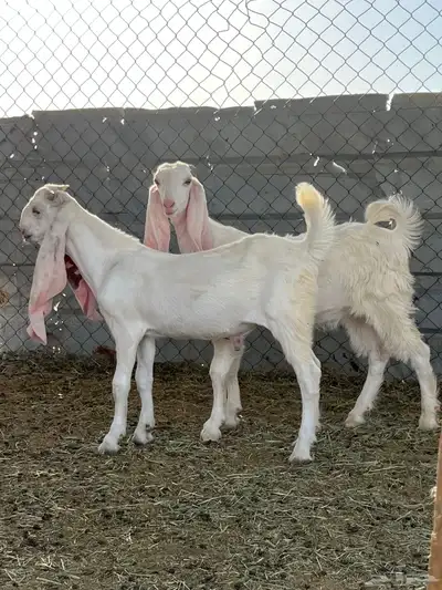جفار مطورات 3