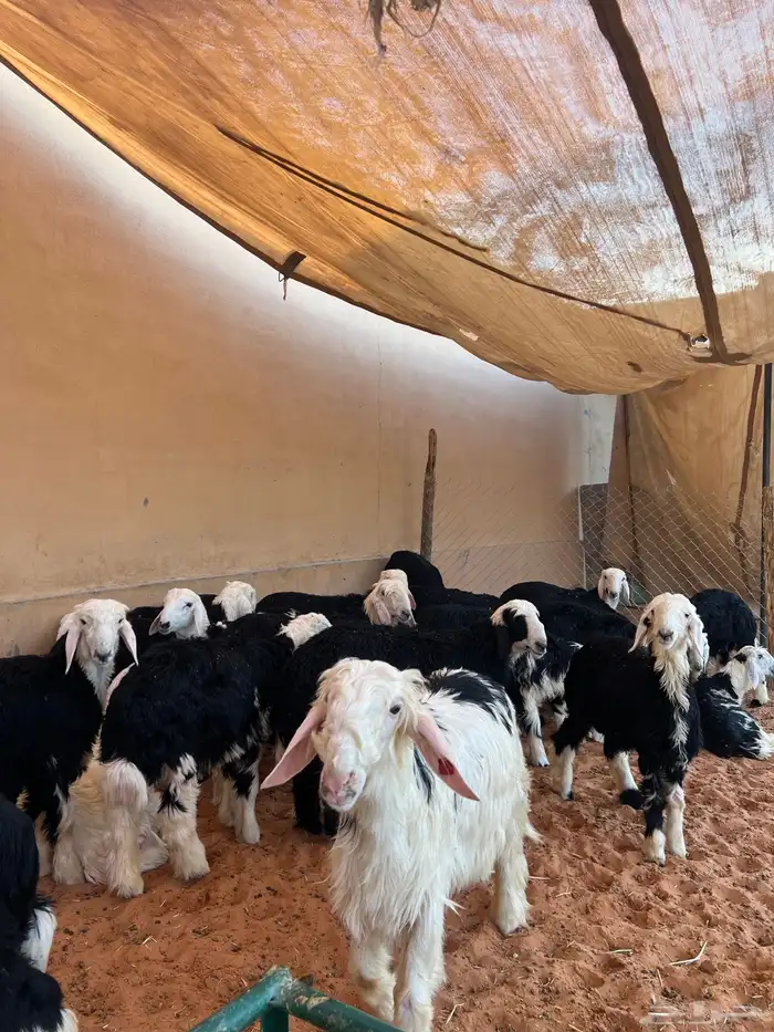 طليان نجد فواخر 2