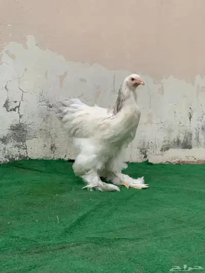 طقم براهما كولمبي 4