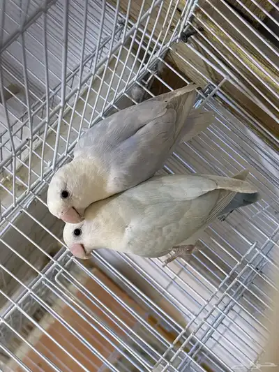 جوز روز مستوى 1