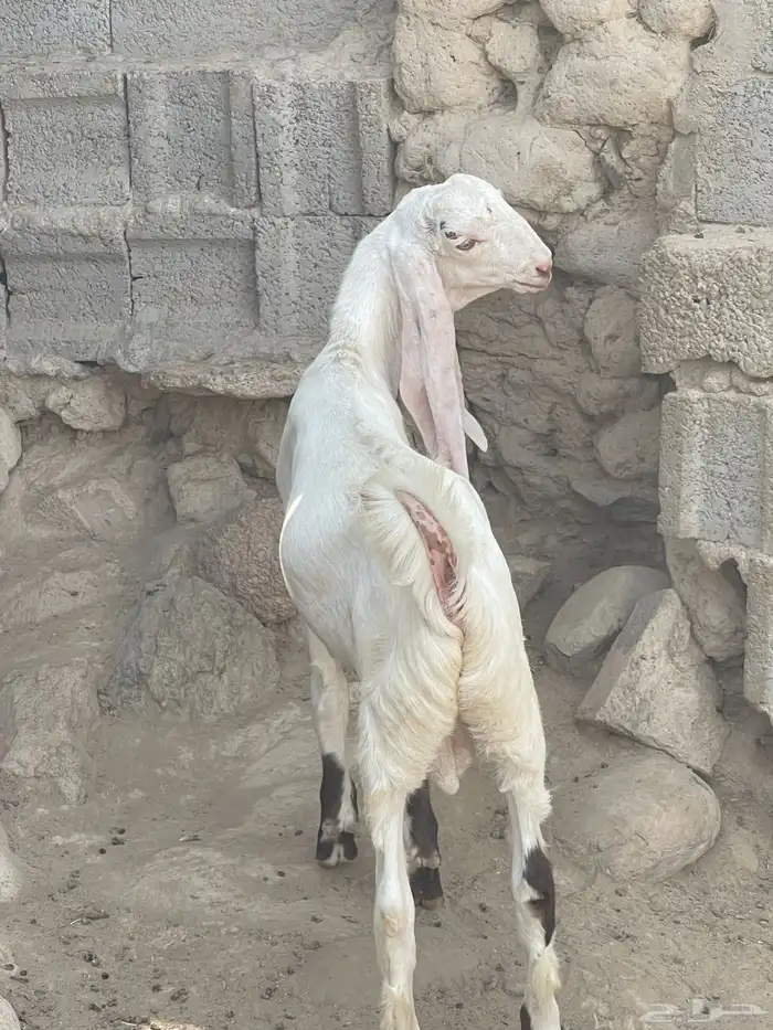 تيوس هولنديه فاخرة 5