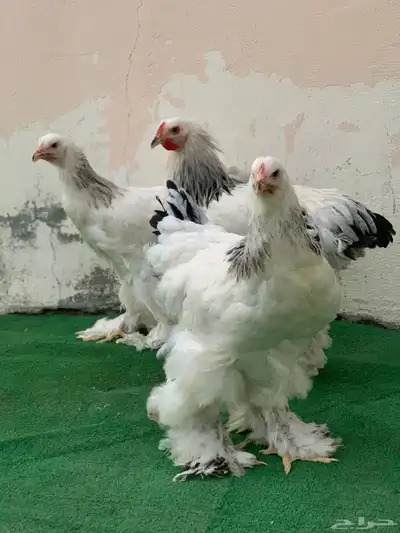 طقم براهما كولمبي 0