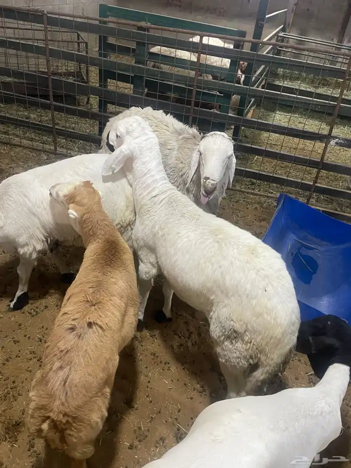 يوجد لدينا ذبائح مع الذبح والتوصيل 2