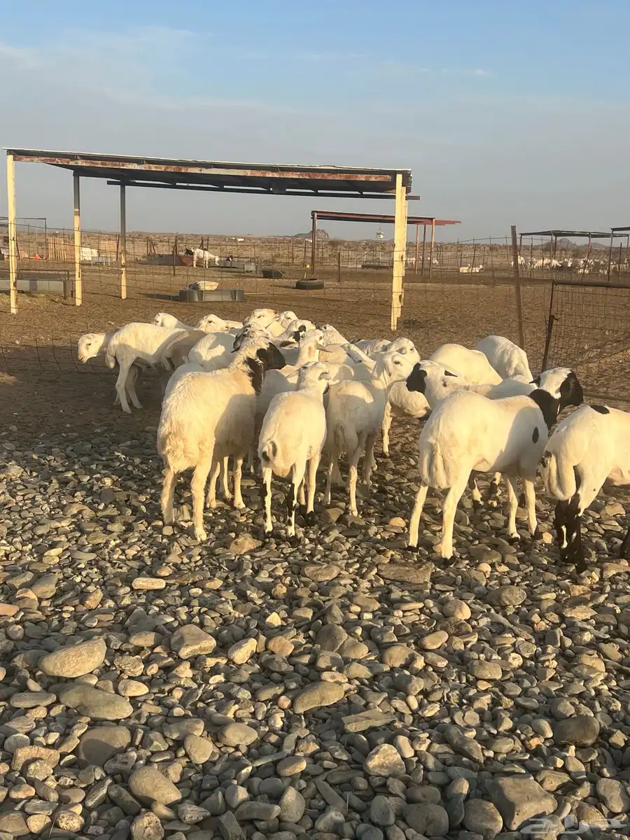 طليان ورخال رفيده 2