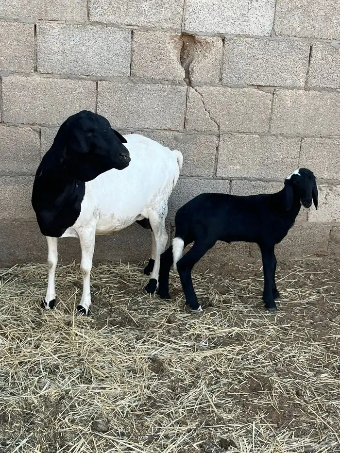 بربريه خلفه 1