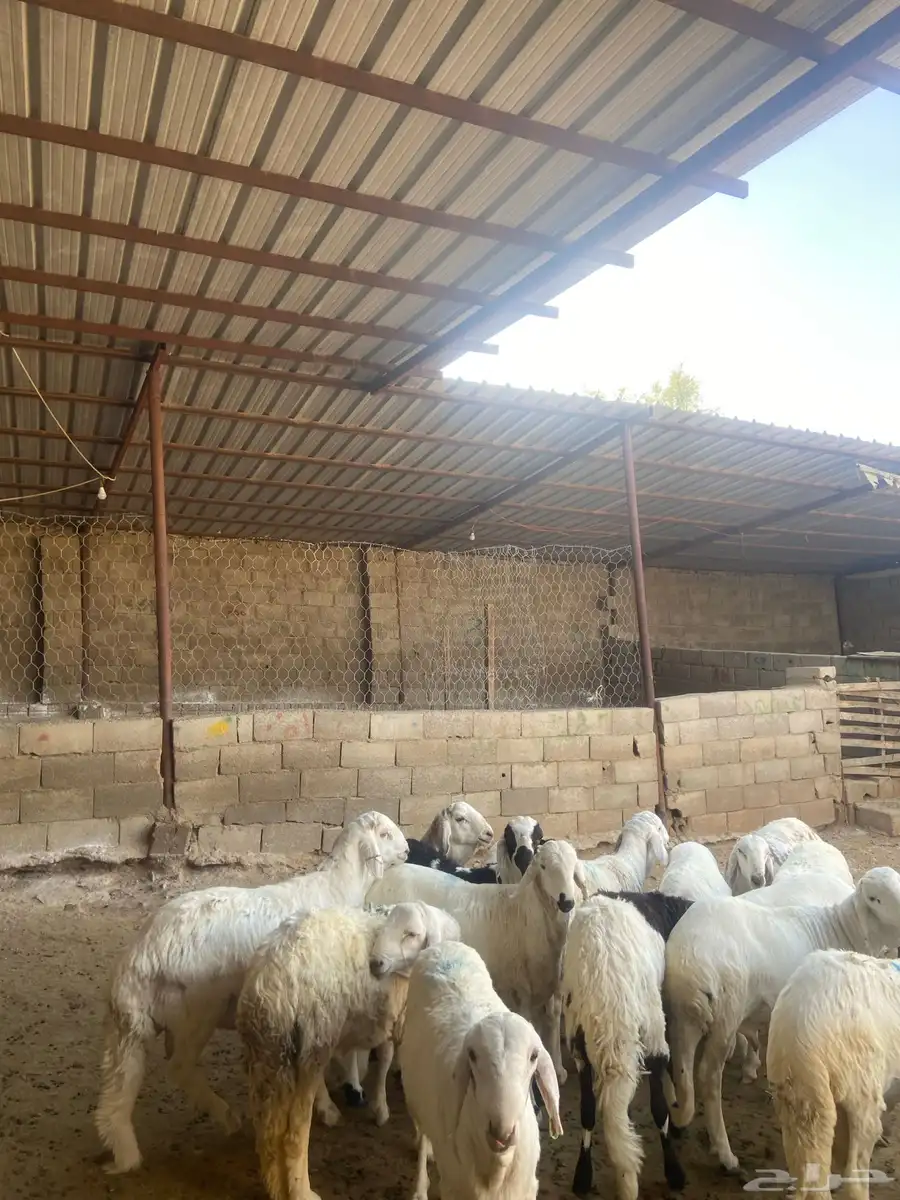 سواكني ذبايح 0