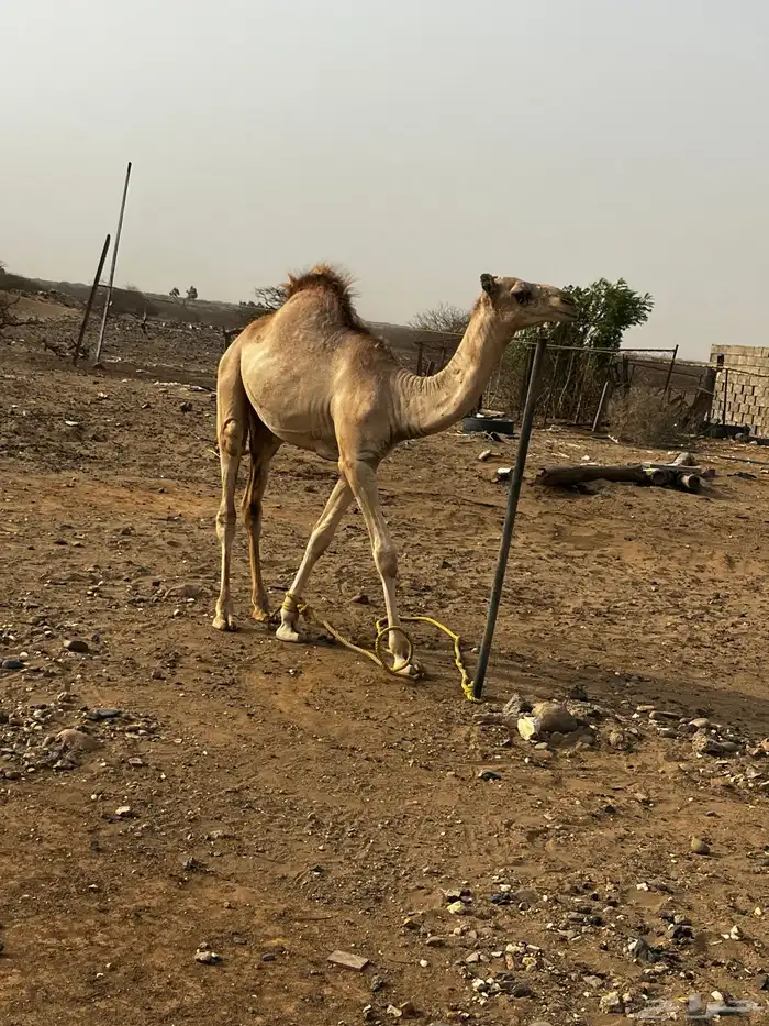 حاشي للبيع 3