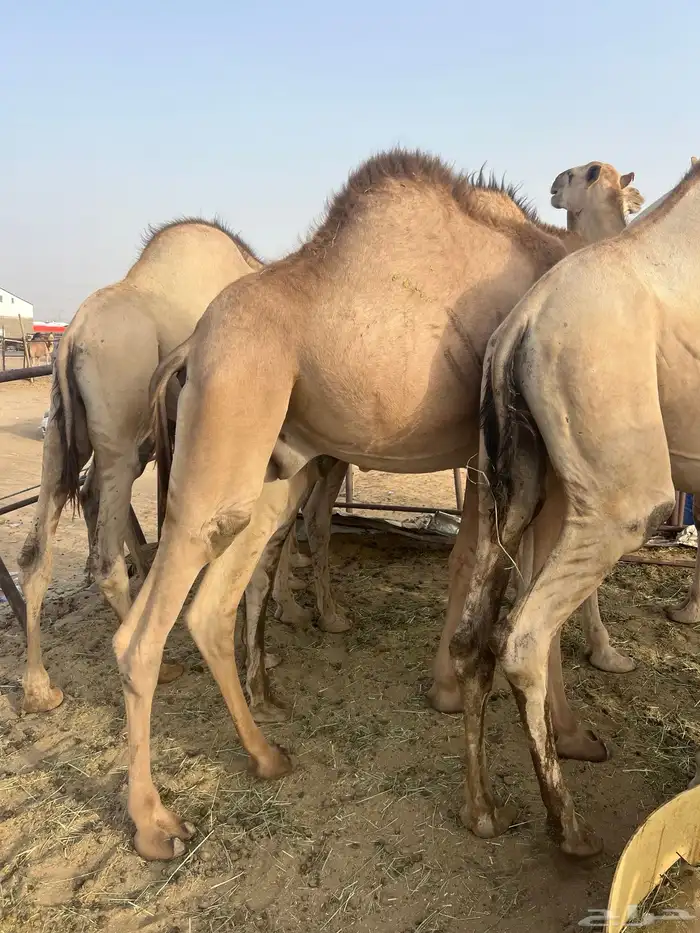قعدان مفاريد للبيع أتواصل 10