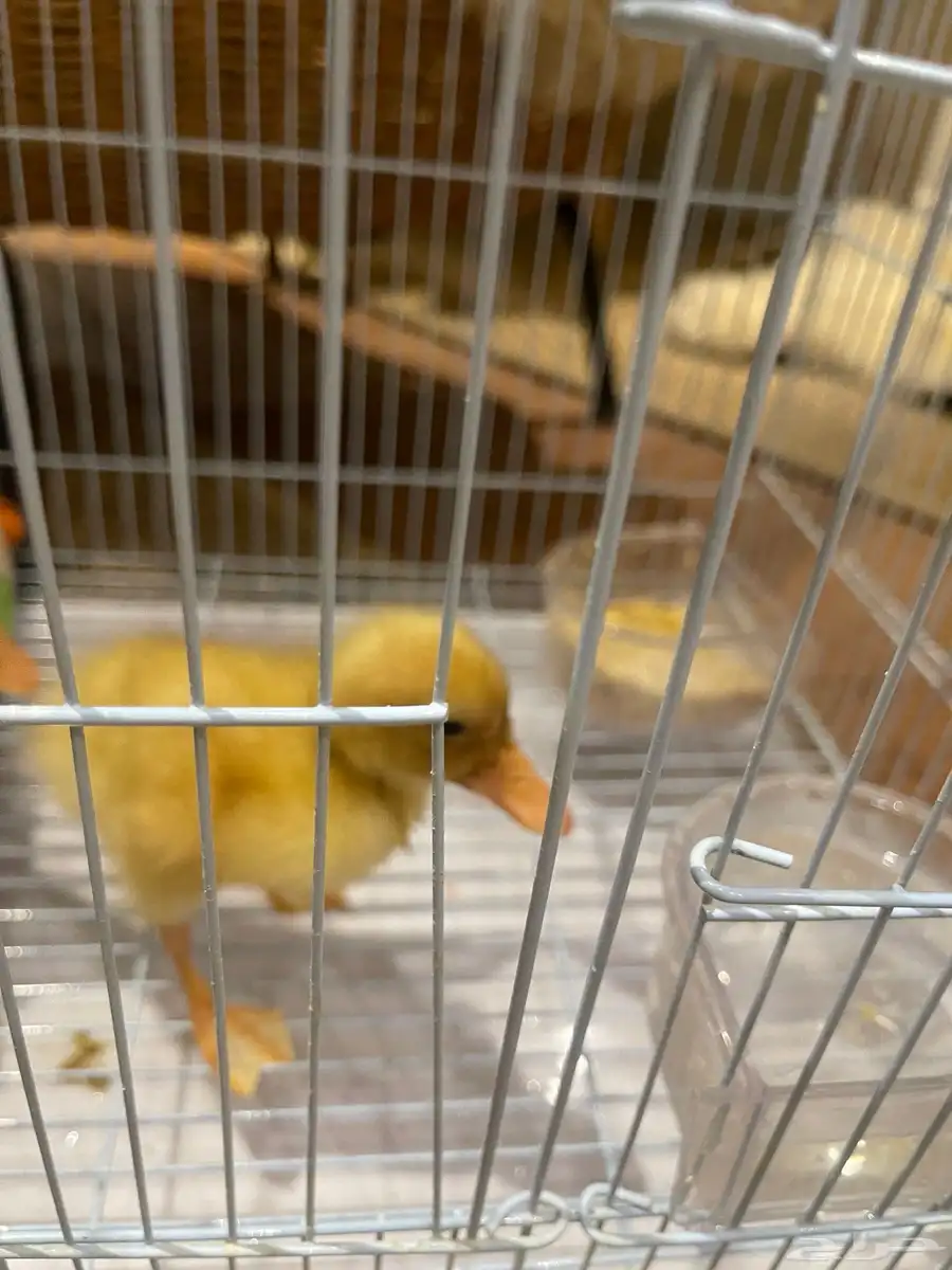 بط صغار مع أدواتهم طيور 3