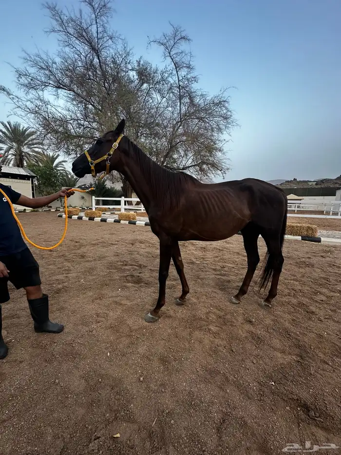 فرس انقليزيه بدون ورق حاضنه فاضيه 5