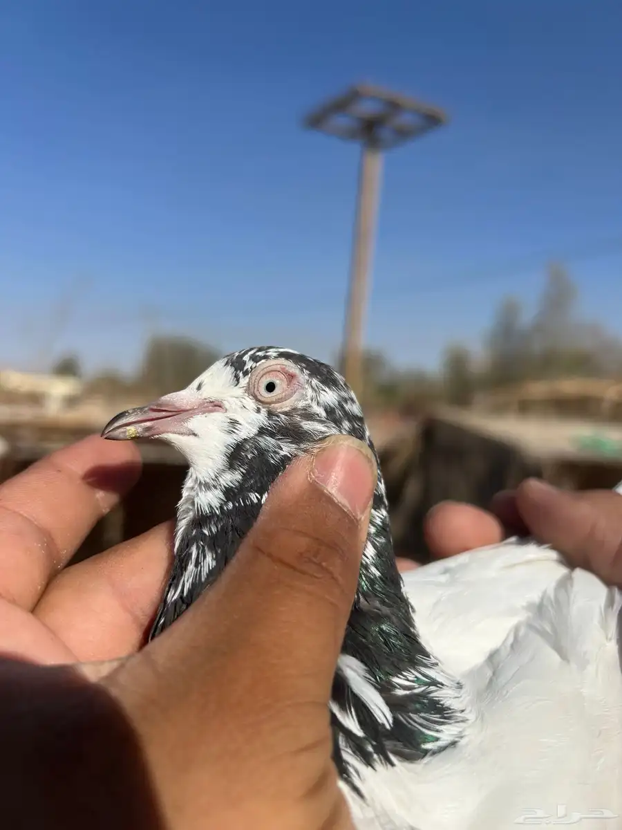 حمام باكستاني 4