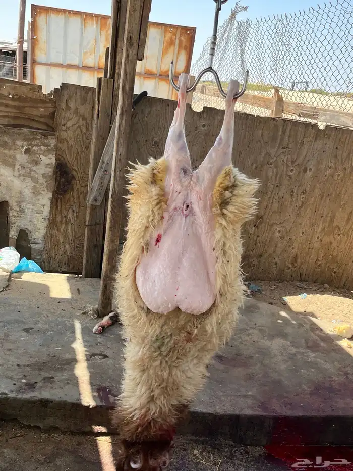ذبايح 2