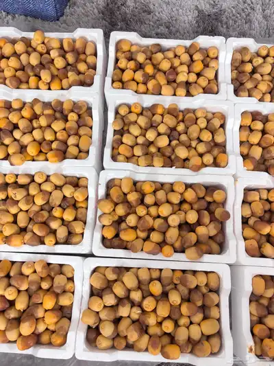 تمر روثانه المدينه مناصيف فاخره 2
