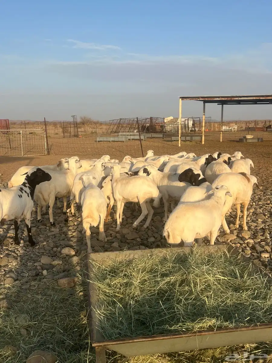طليان ورخال رفيده 4