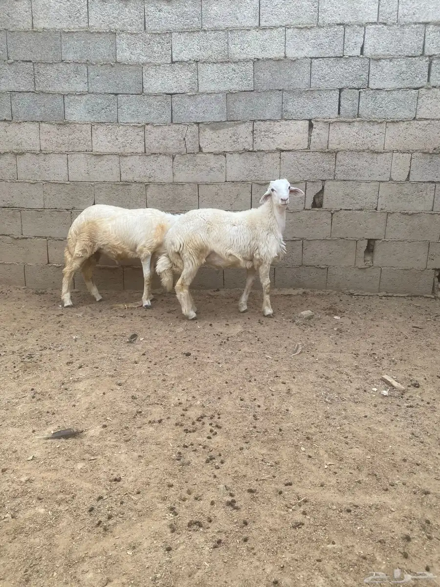طليان 0