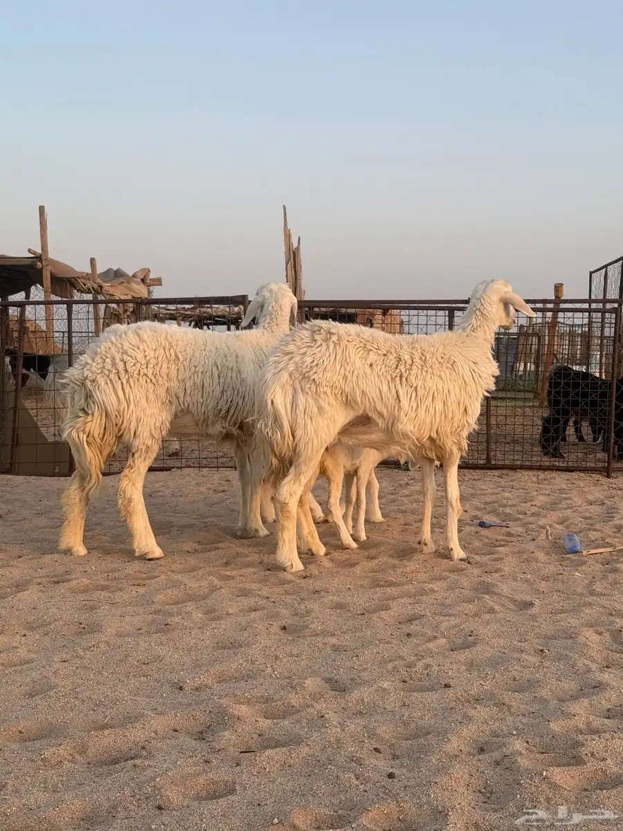 رخال خلفات دوب اثنت تحتها رخال سلم وشرط وروم خصم 2