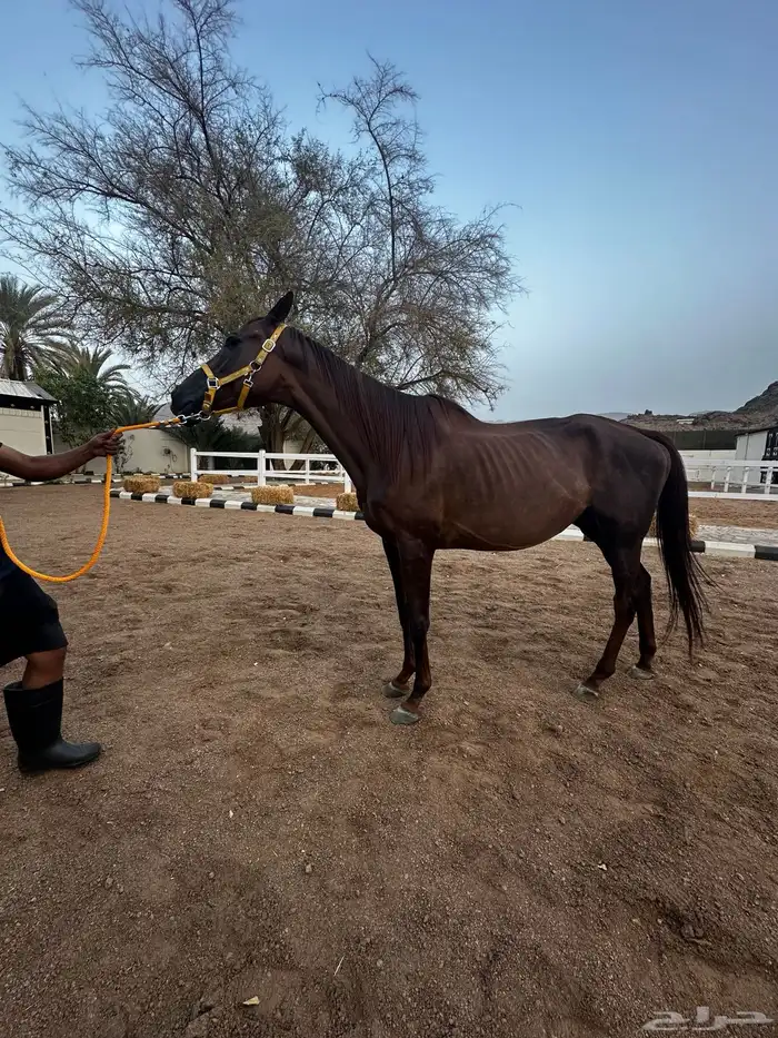 فرس انقليزيه بدون ورق حاضنه فاضيه 4