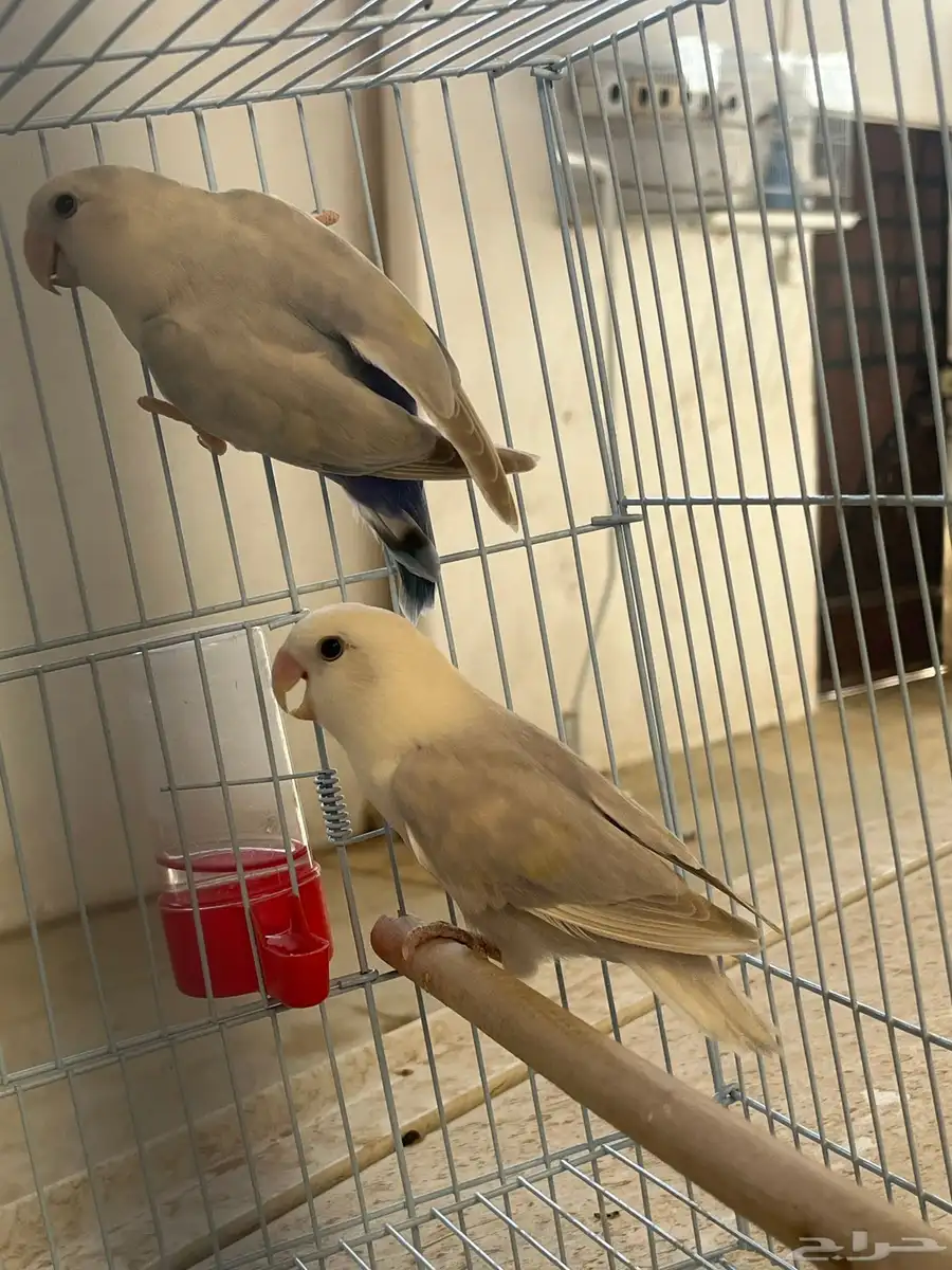 لبيع جوز روز بلد 2