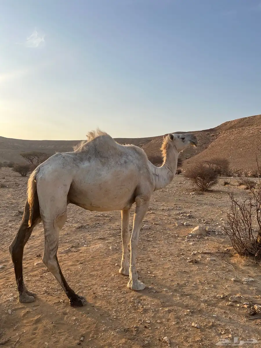 ضروبه 1