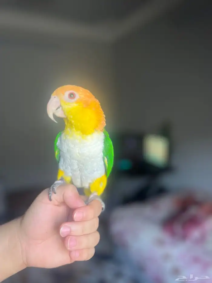 ببغاء كايك(تم البيع) 3