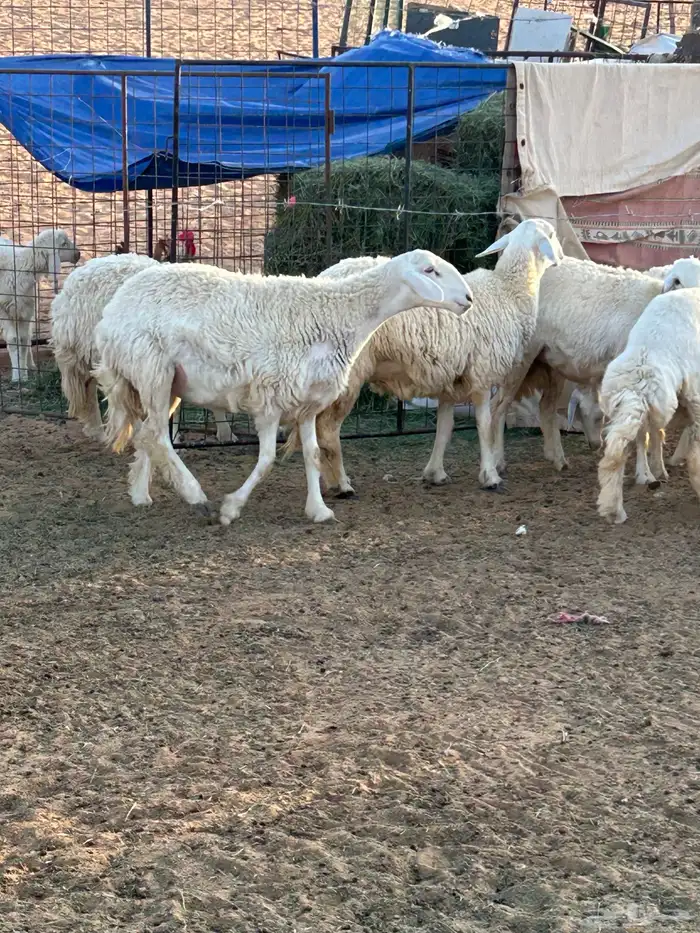حريات رخال مراح للبيع (( تم البيع )) 9