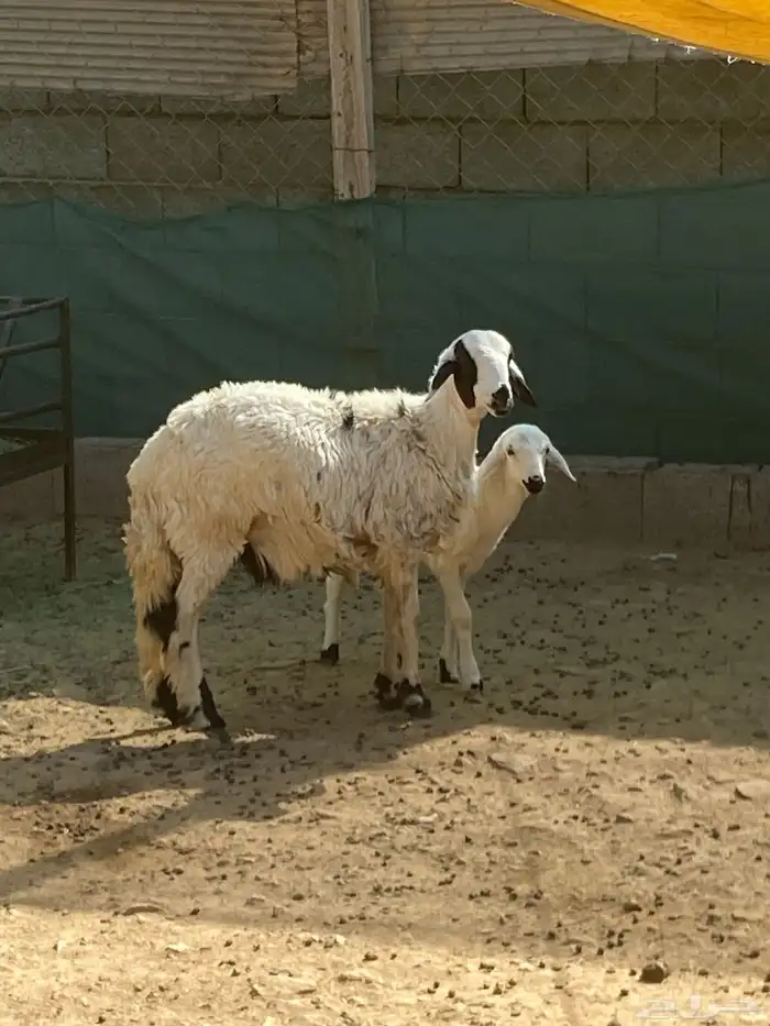 خروف جذع فل شحم 4