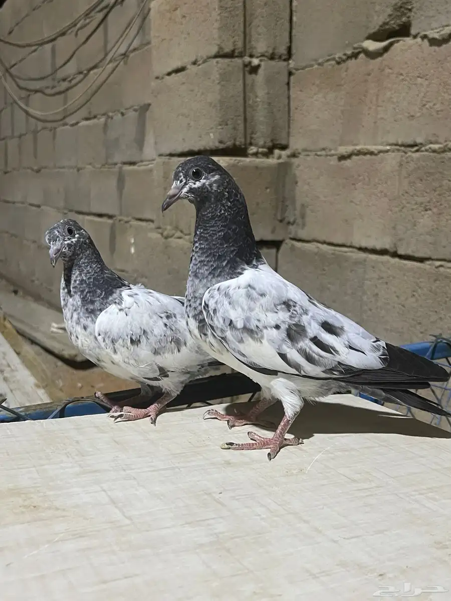 للبيع حمام باكستاني 3