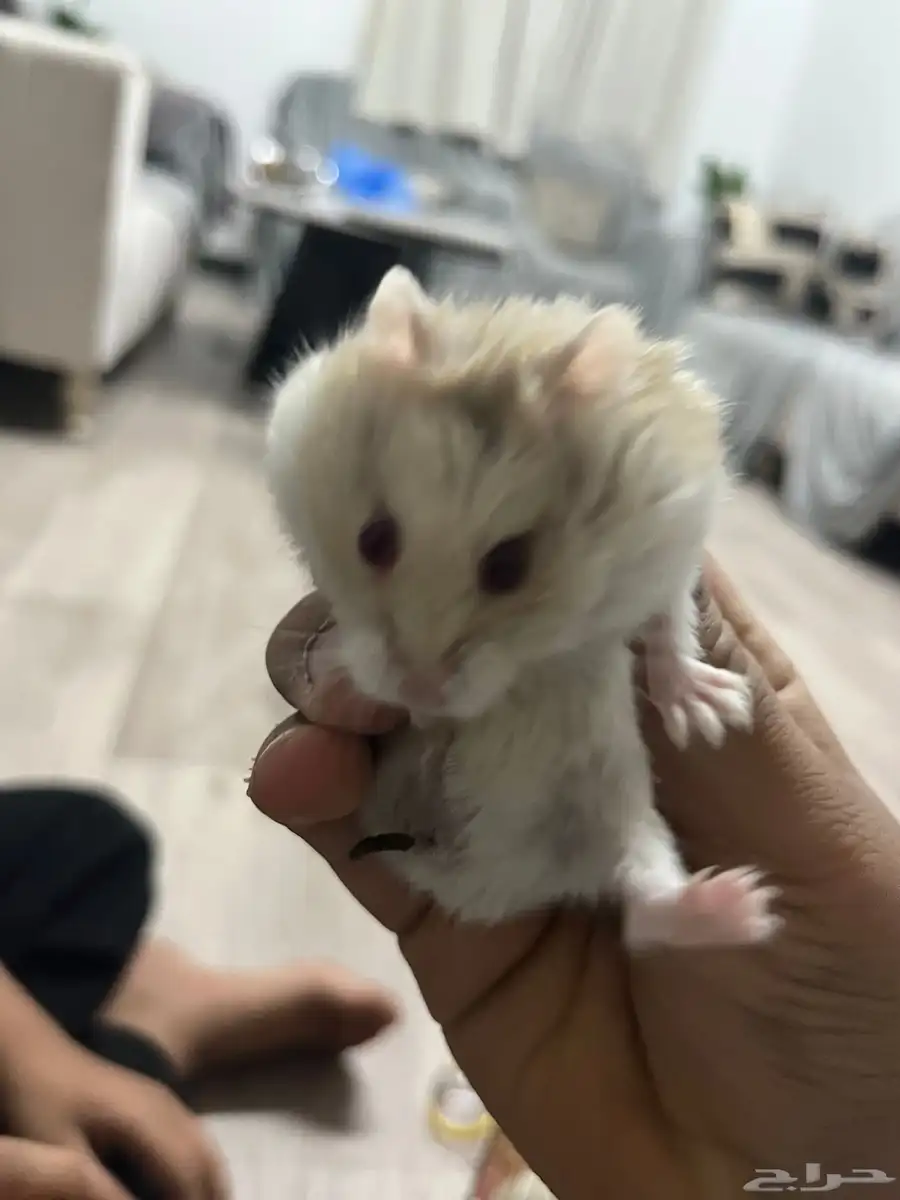 هامستره 0