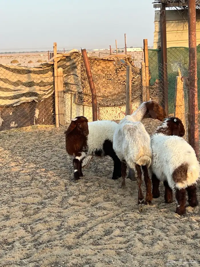 شاه تامه تحتها خروفين تمم البيع 2