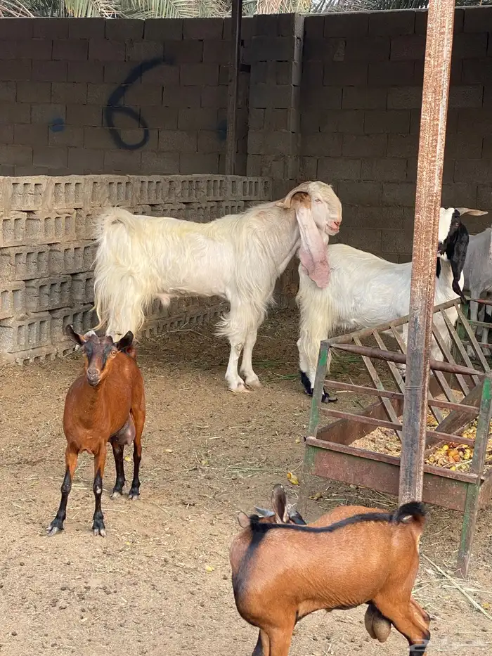 معزه مشروكه و جنوبيه قزمه 5