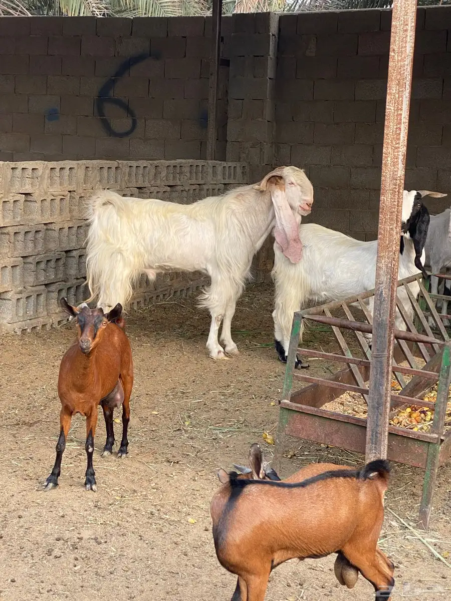 معزه مشروكه و جنوبيه قزمه 5
