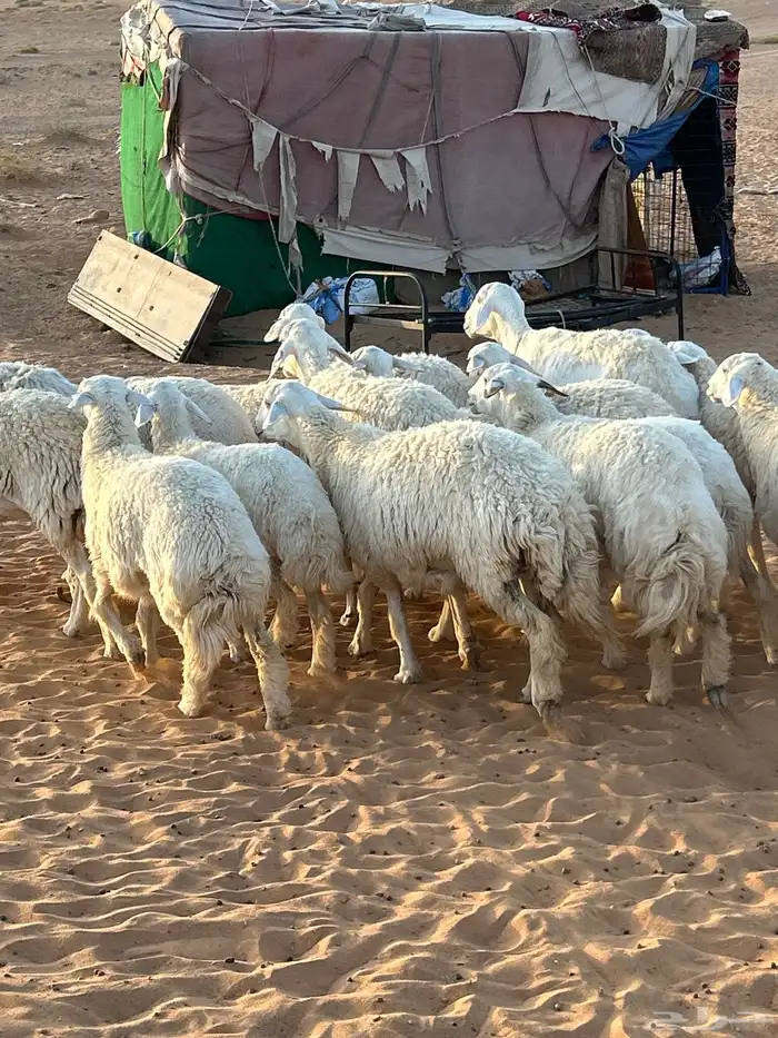 حريات رخال مراح للبيع (( تم البيع )) 4