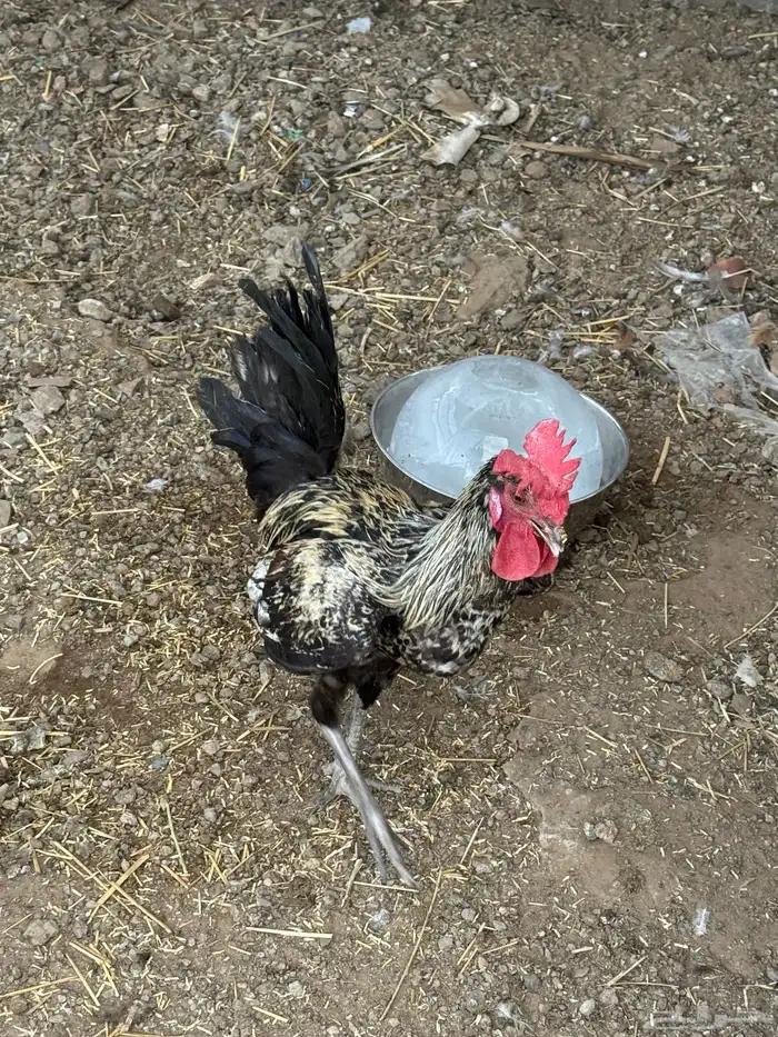 اديكاها لبيع جماد وكبير الواحد من 50 ريال 2