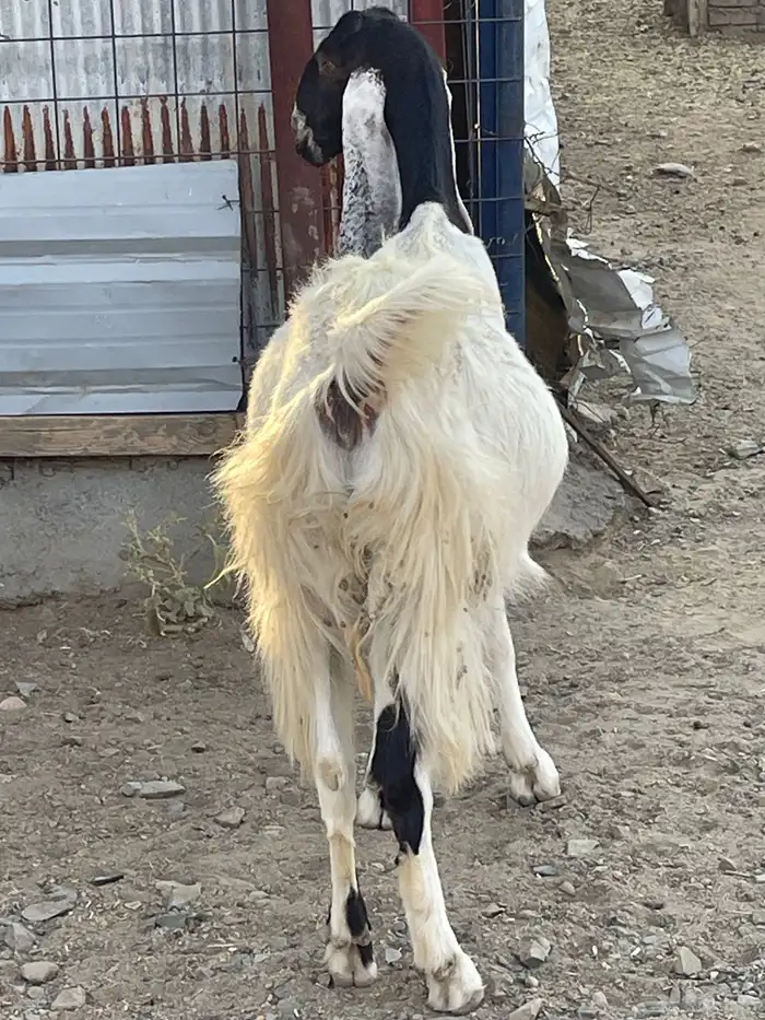 عنز هولندية للبيع 11
