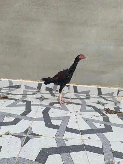 ديك سندي بيور 2