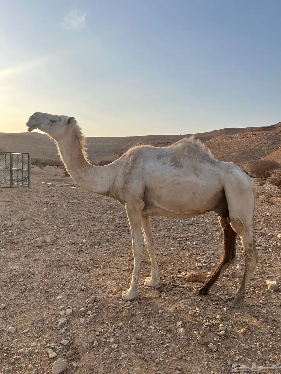 ضروبه 3