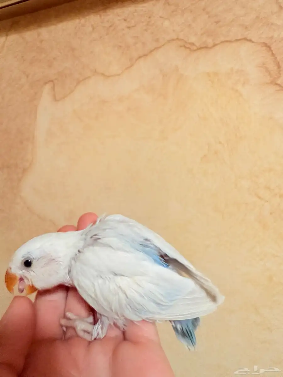 فرخ روز 3