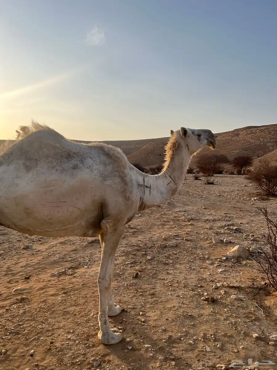 ضروبه 2