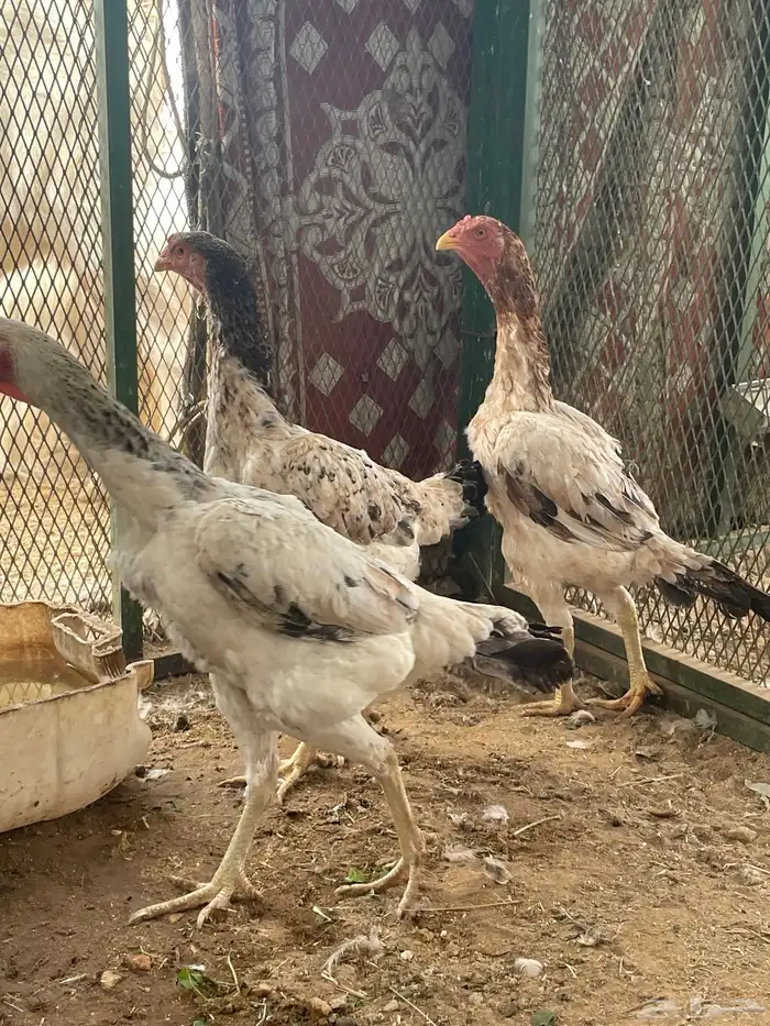 ديك شامو تم البيع تم البيع 5
