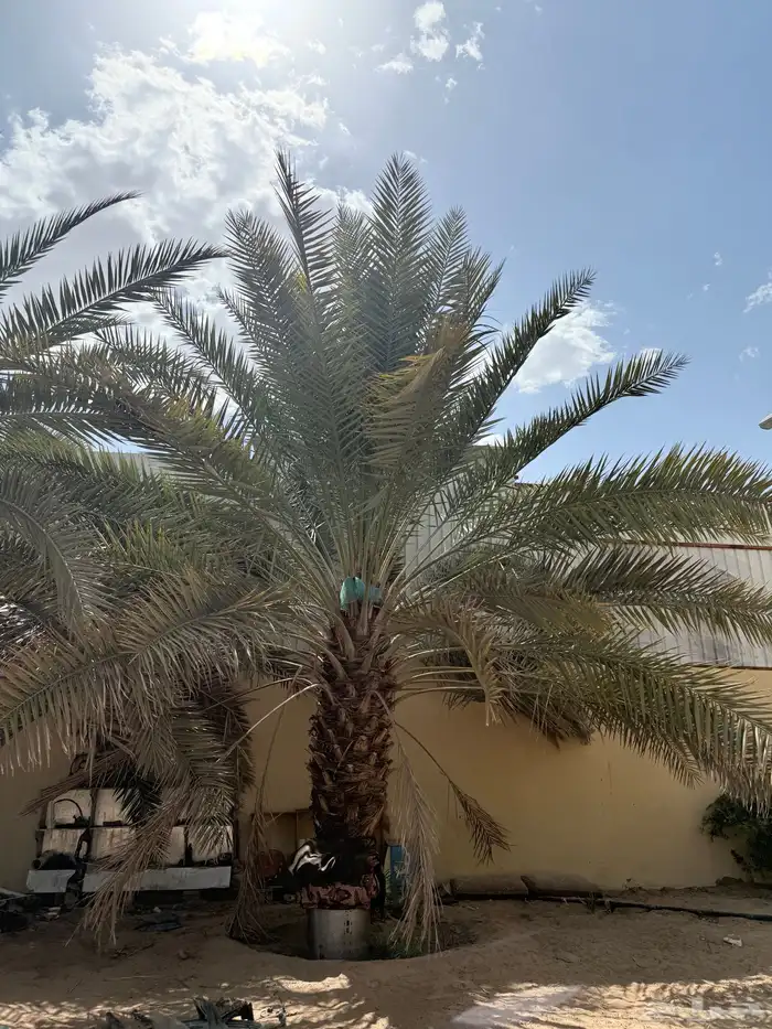 نخل للبيع برحي و خلاص 2