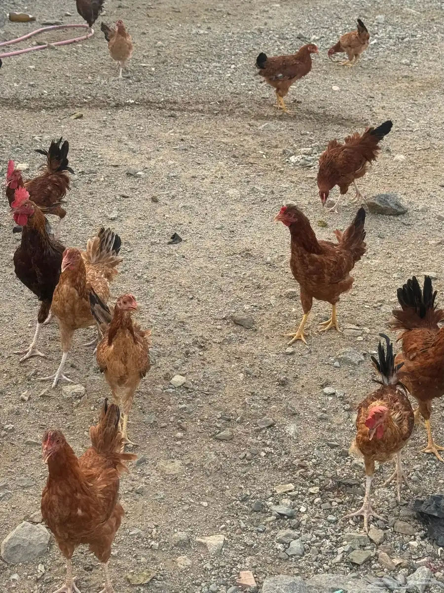 دجاج وديوك فرنسية 1