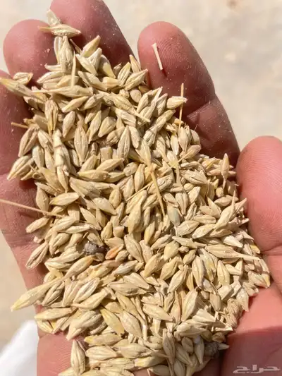 شعير بلدي للبيع العدد 35 تقريبا الوزن 45 كليو وحب نظيف 1