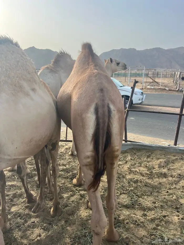 قعدان مفاريد للبيع أتواصل 7
