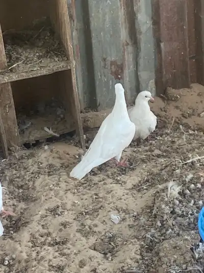 حمام لحم 5